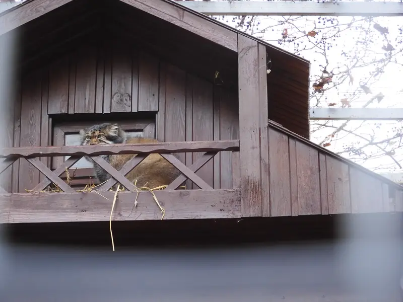 A photograph of Altay in Izhevsk Zoo (Udmurt Zoo)