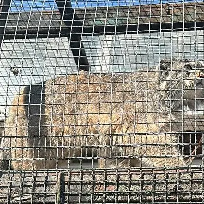 A photograph of Pepe in Leningrad zoo