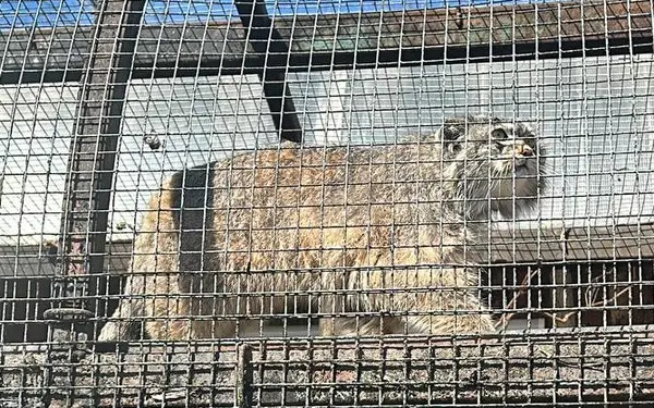 A photograph of Pepe in Leningrad zoo