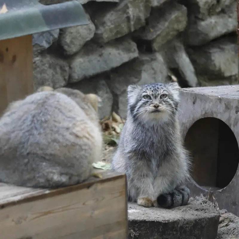 A photograph of Lolo and Daughter of Lolo b.2026 Ⅰ in Novosibirsk Zoo