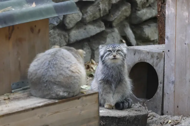A photograph of Lolo and Daughter of Lolo b.2026 Ⅰ in Novosibirsk Zoo