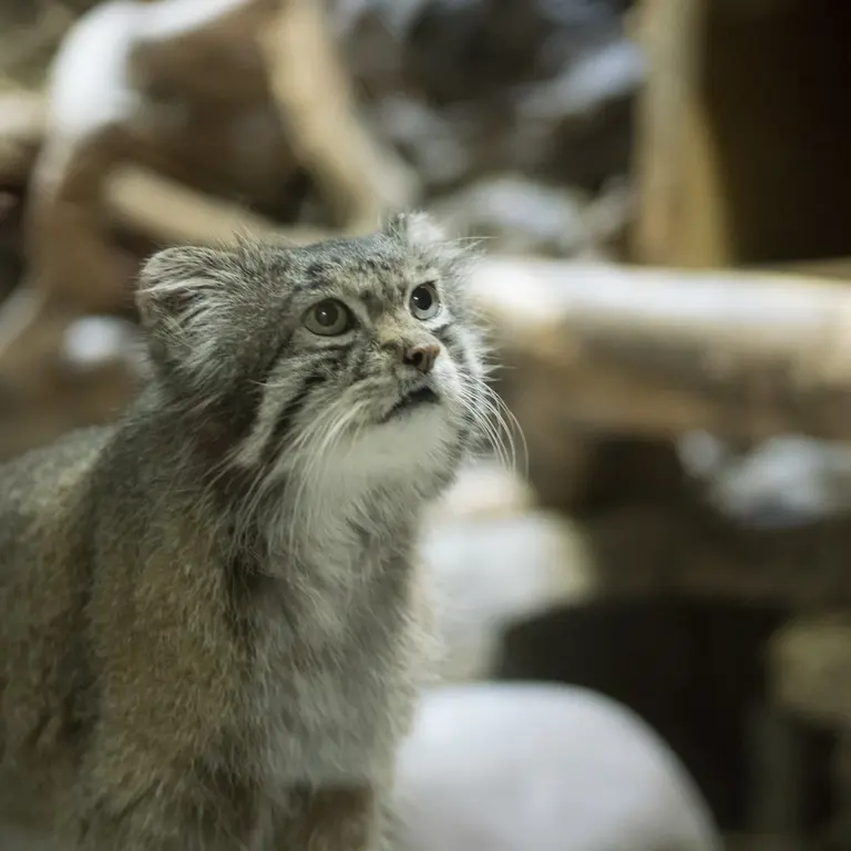A photograph of Klyon in Ueno Zoological Gardens