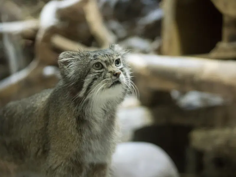 A photograph of Klyon in Ueno Zoological Gardens