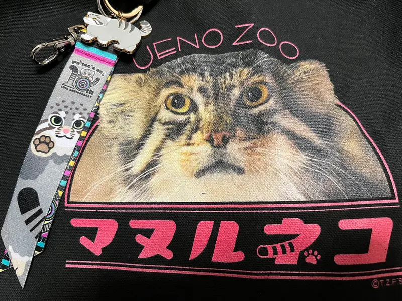 A photograph of a Pallas's cat