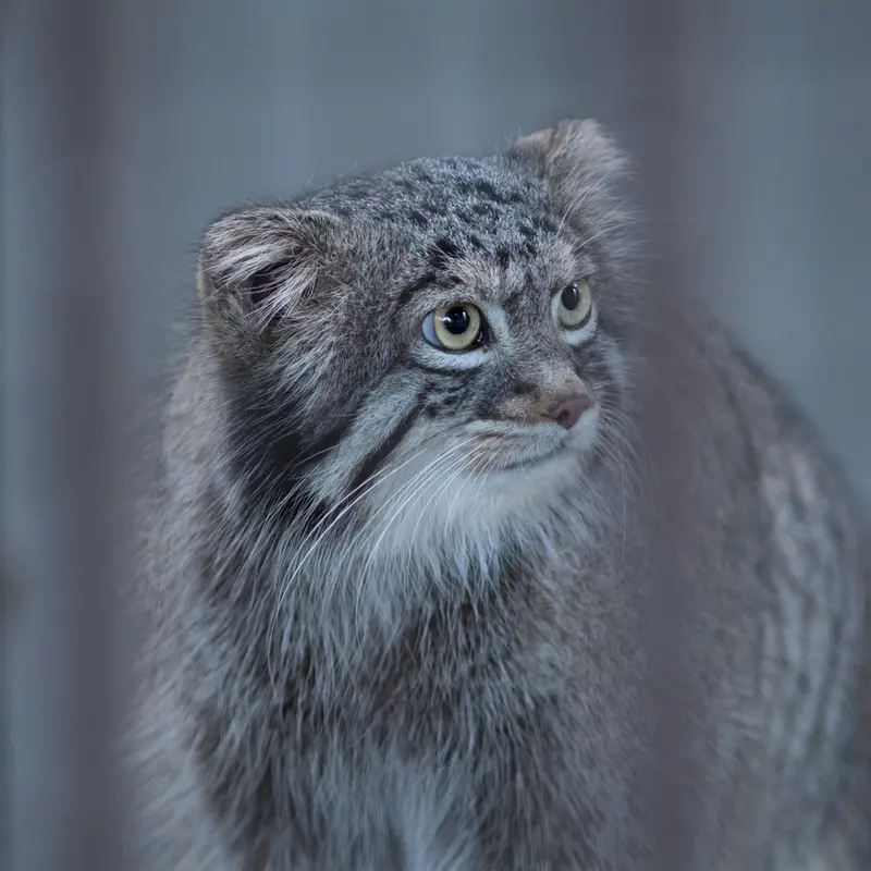 A photograph of Figa in Nogeyama Zoo