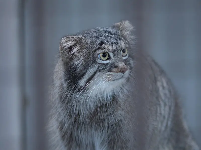 A photograph of Figa in Nogeyama Zoo