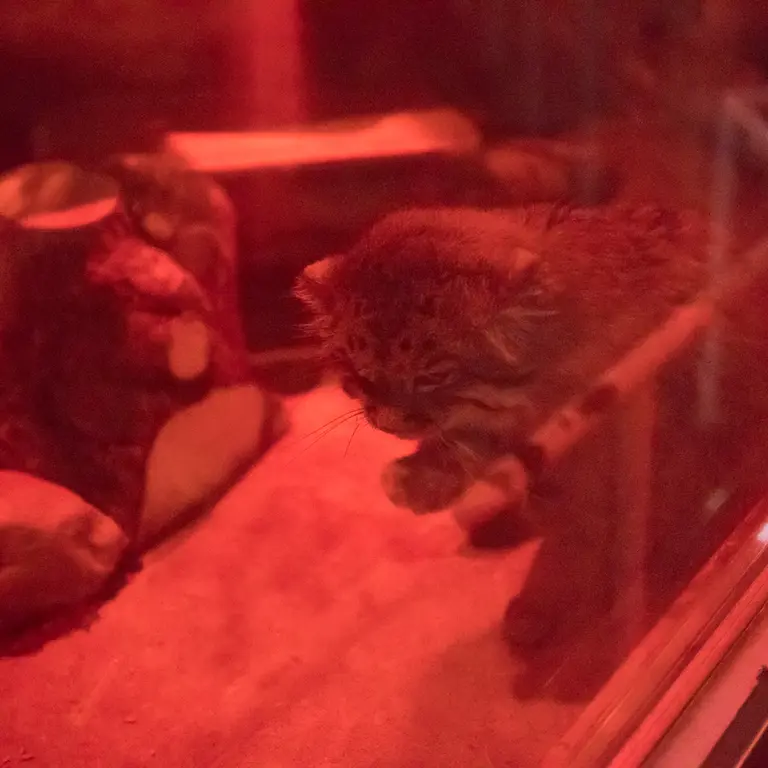 A photograph of Naim in Ueno Zoological Gardens