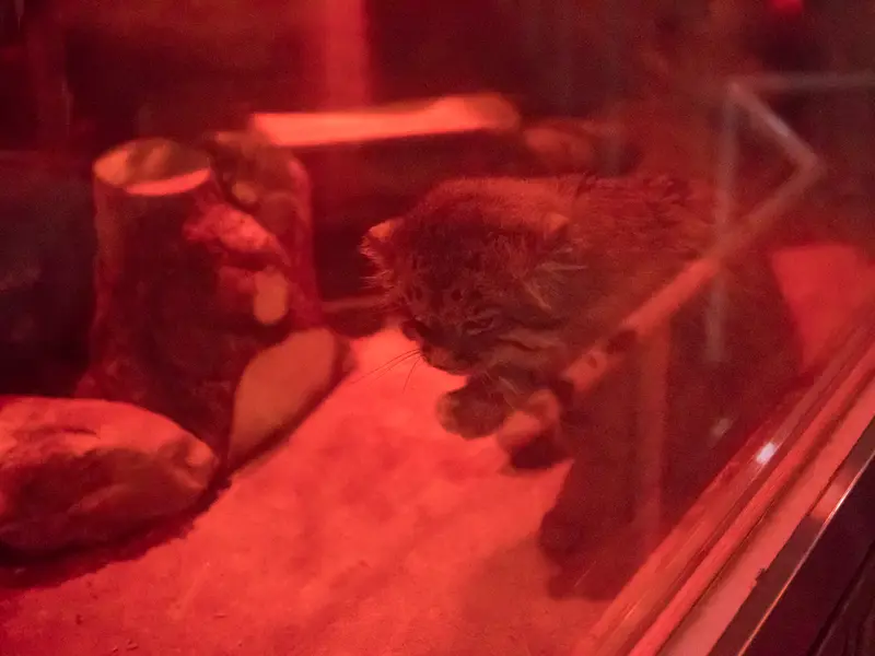 A photograph of Naim in Ueno Zoological Gardens