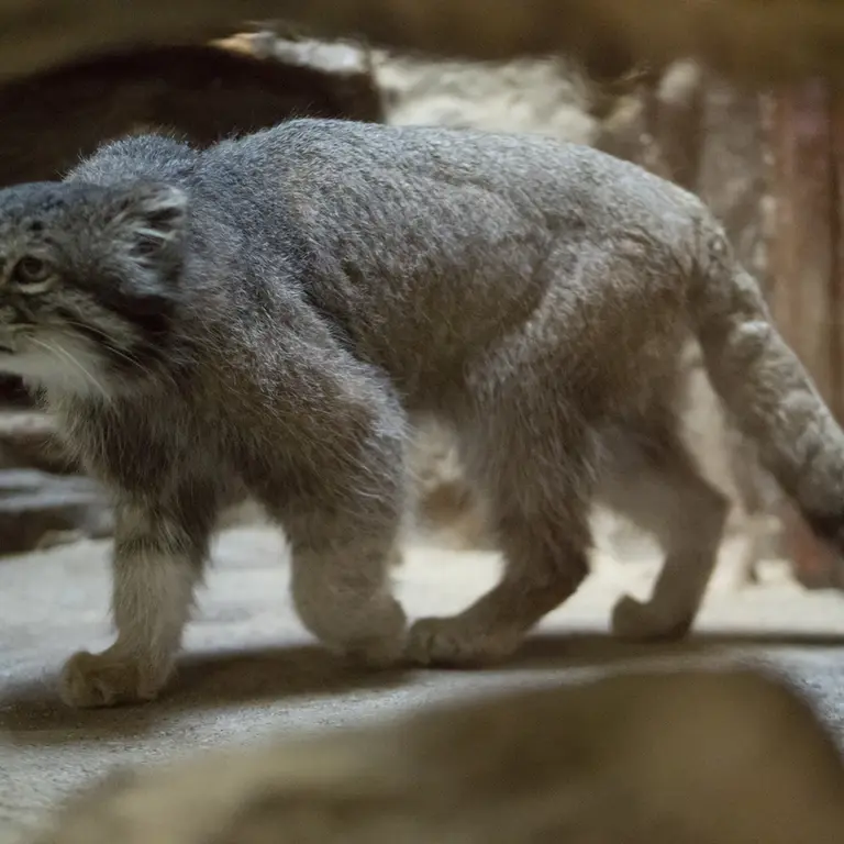 A photograph of Klyon in Ueno Zoological Gardens