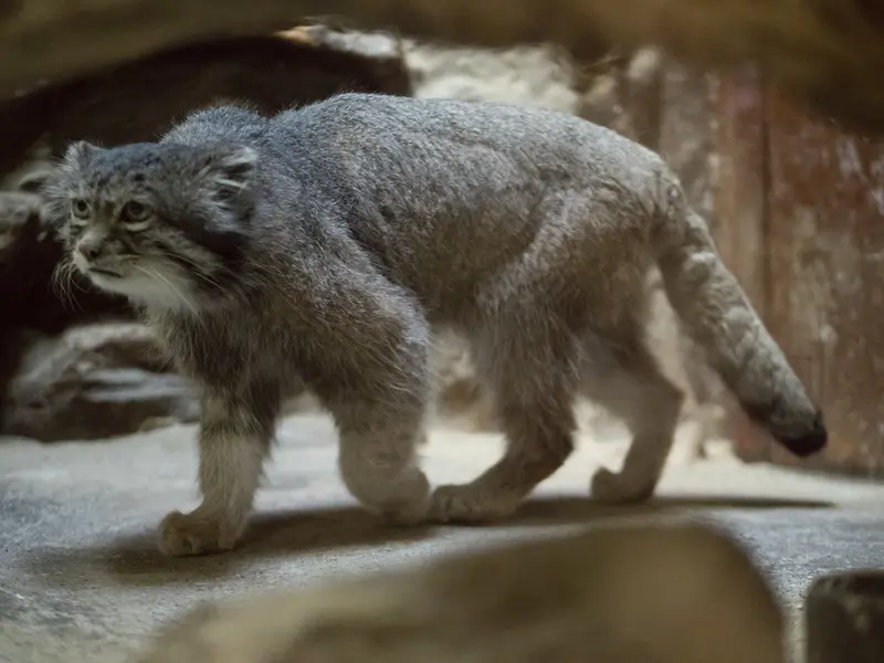 A photograph of Klyon in Ueno Zoological Gardens