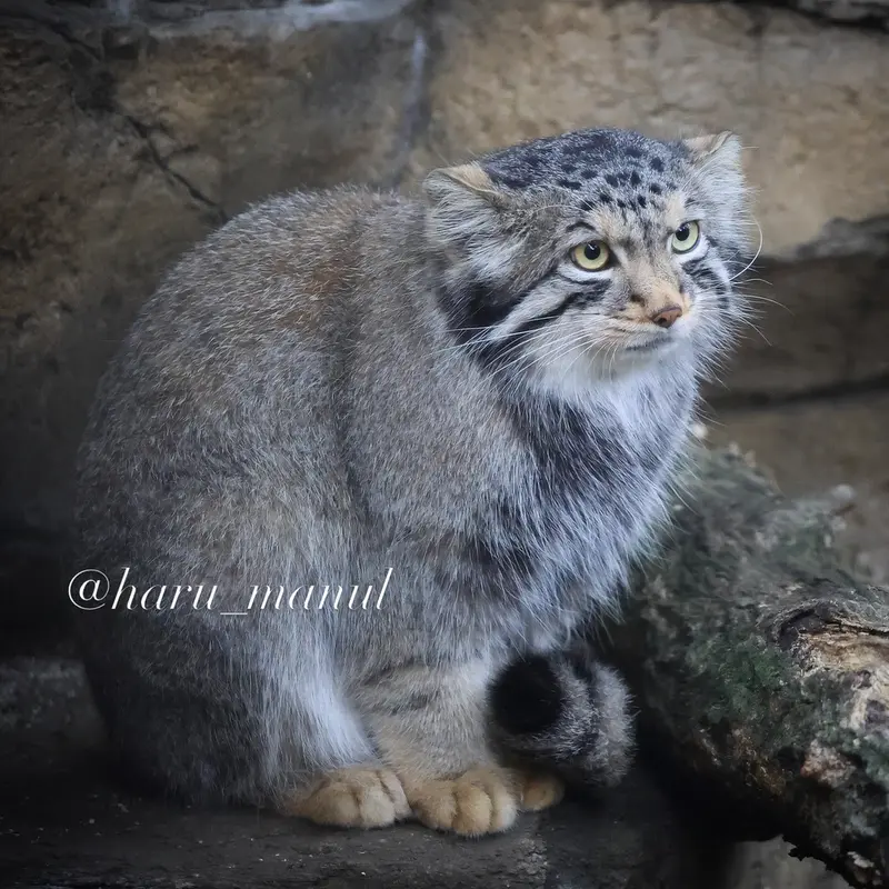 A photograph of Nagomu in Nasu Animal Kingdom