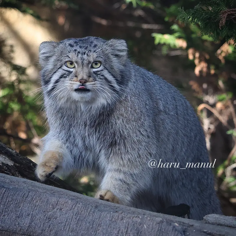 A photograph of Nagomu in Nasu Animal Kingdom