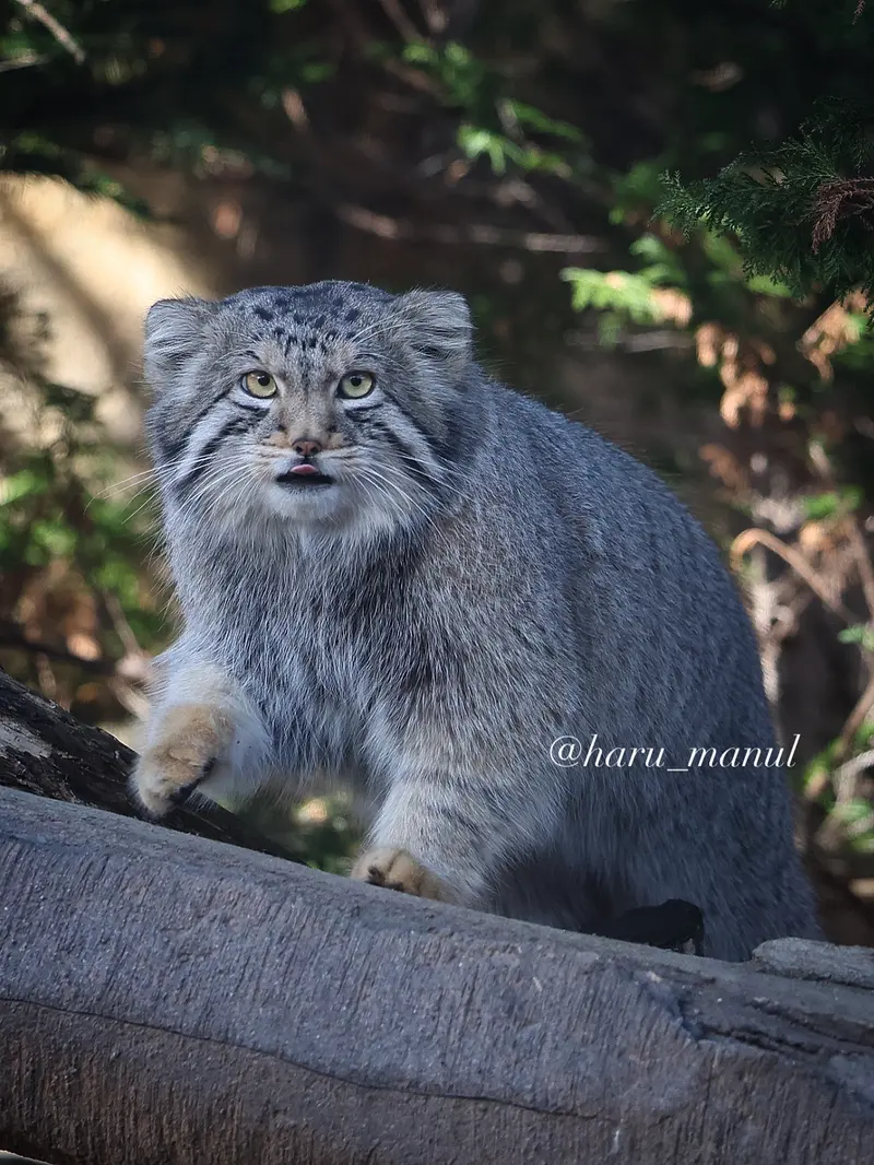 A photograph of Nagomu in Nasu Animal Kingdom