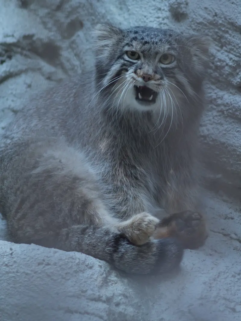 A photograph of Figa in Nogeyama Zoo