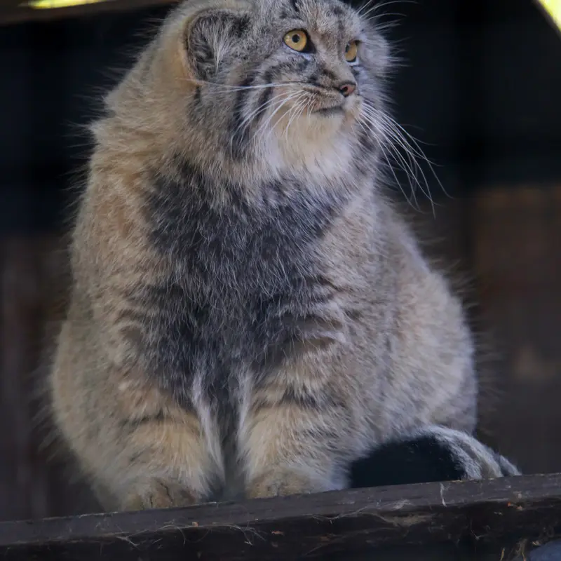 A photograph of Kitten of Alani b.2026 Ⅱ in Košice Zoo