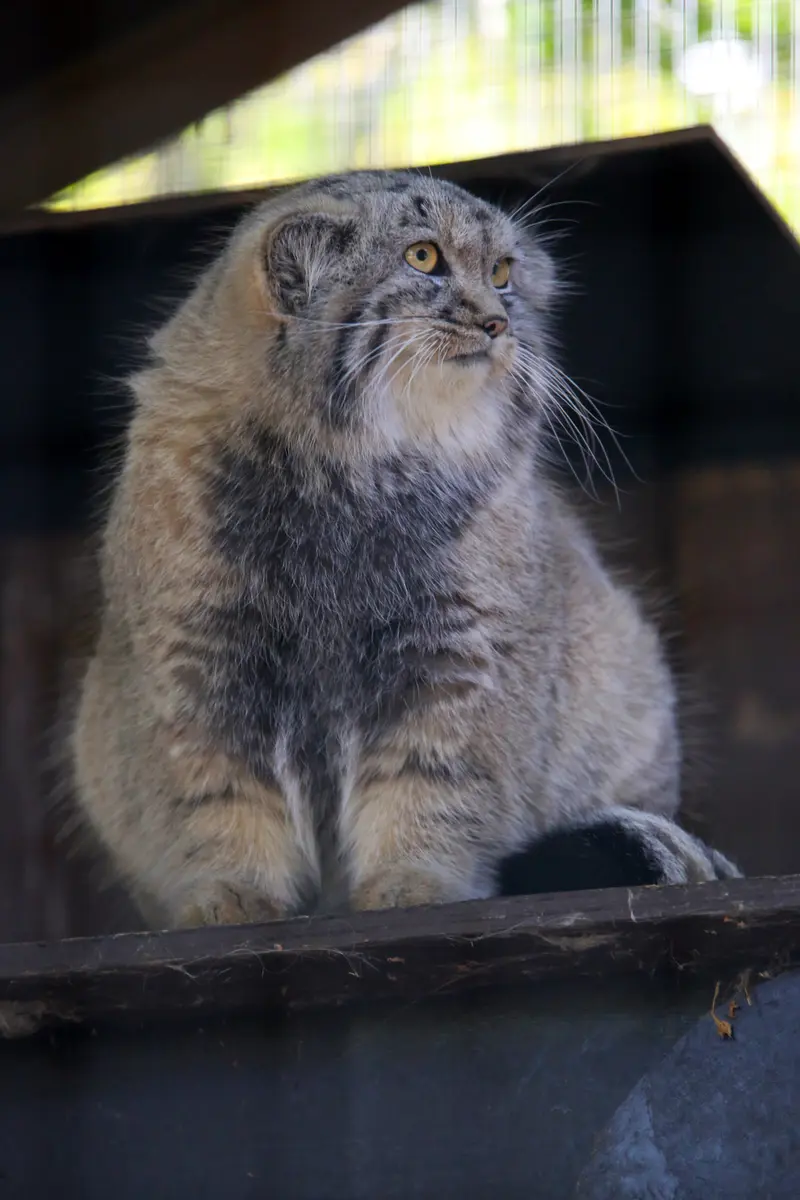 A photograph of Kitten of Alani b.2026 Ⅱ in Košice Zoo