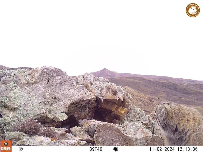 A photograph of Otocolobus manul manul from Besshoky 1 camera trap