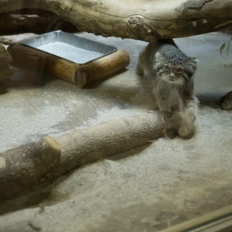 A photograph of Klyon in Ueno Zoological Gardens