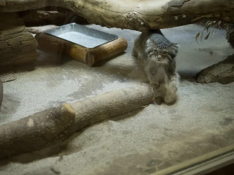 A photograph of Klyon in Ueno Zoological Gardens