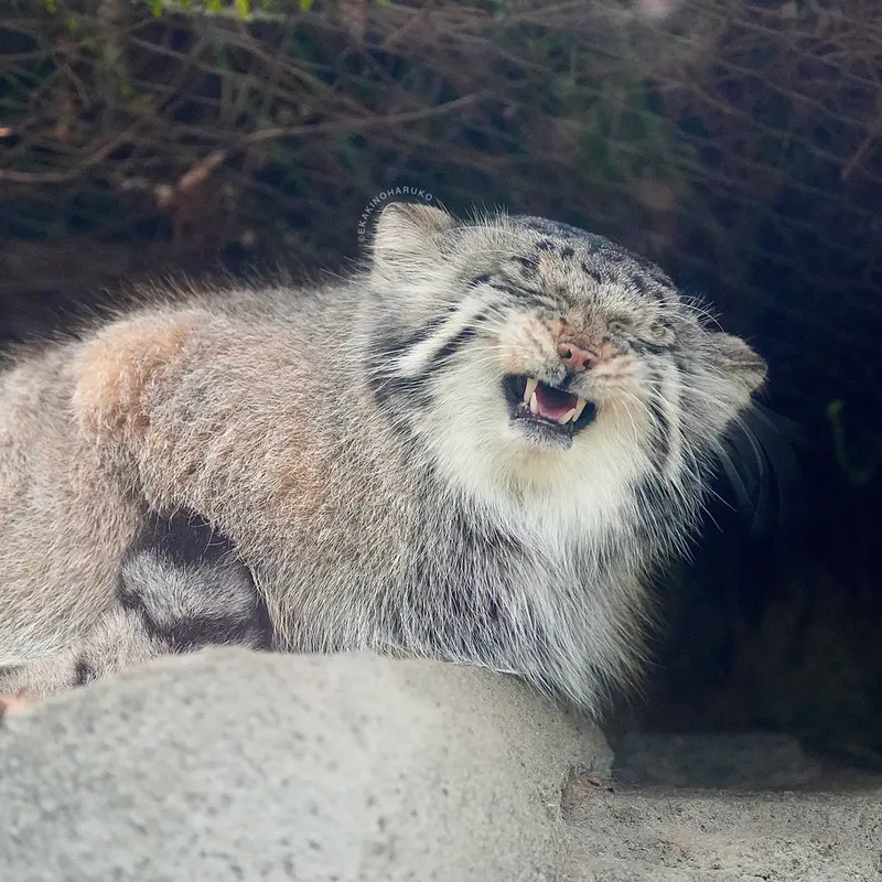 A photograph of Az in Kobe Animal Kingdom