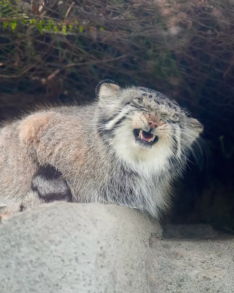 A photograph of Az in Kobe Animal Kingdom