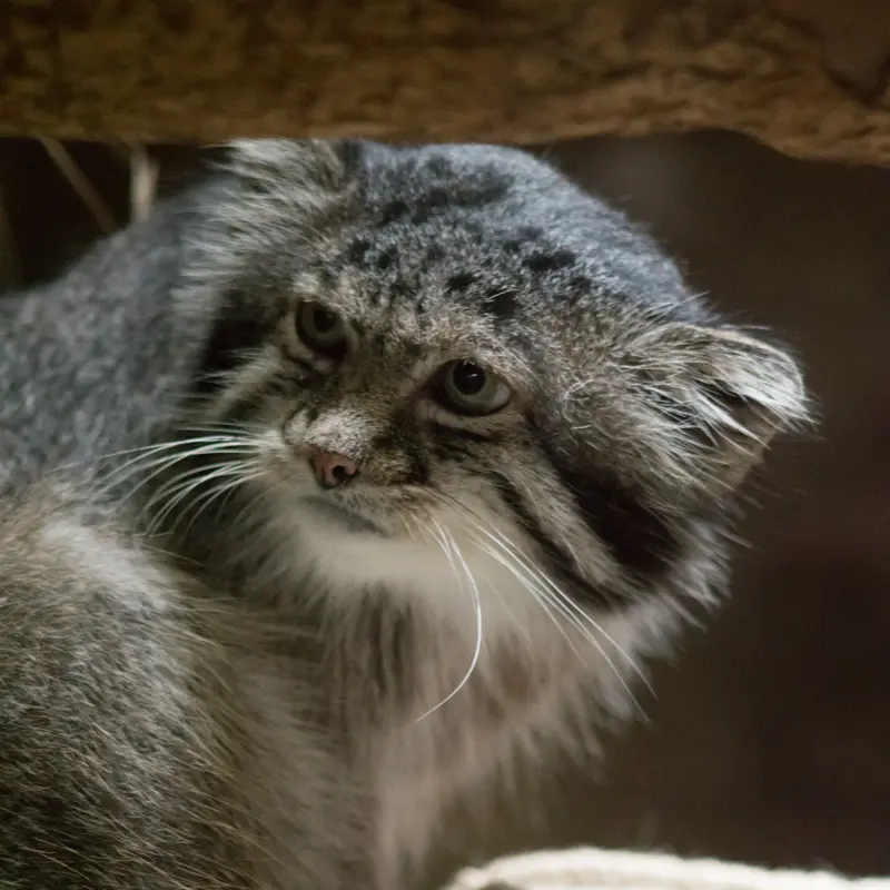 A photograph of Klyon in Ueno Zoological Gardens