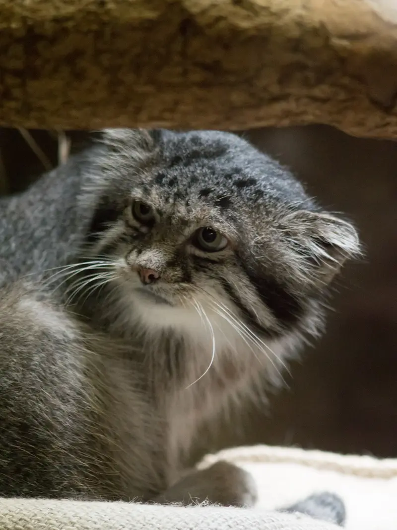 A photograph of Klyon in Ueno Zoological Gardens
