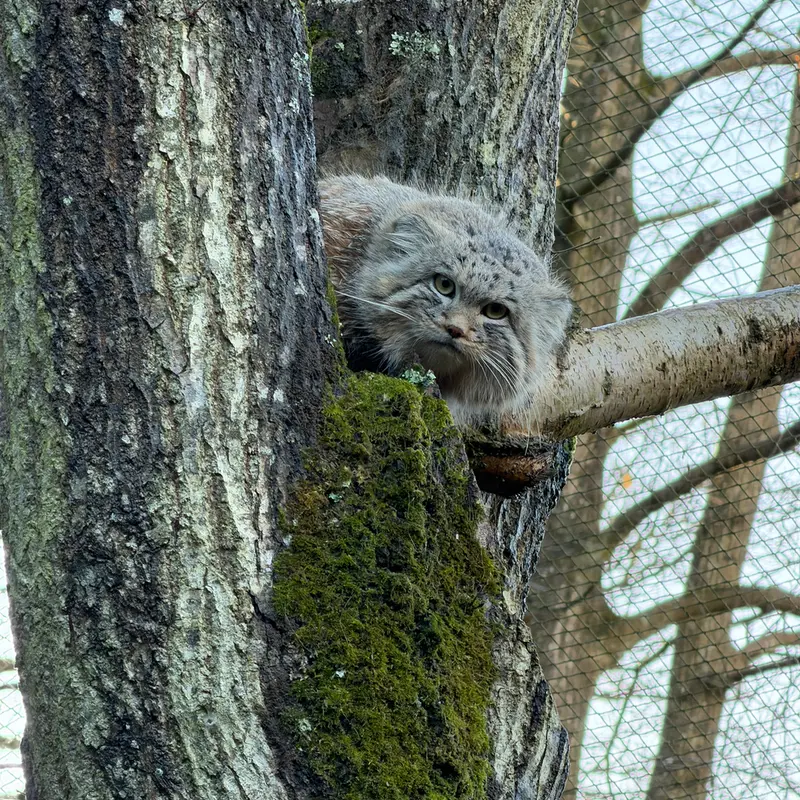A photograph of Altai in Tregomeur Zoo