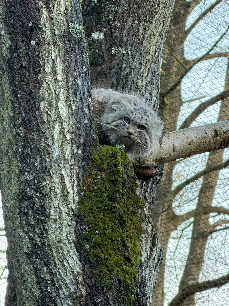 A photograph of Altai in Tregomeur Zoo