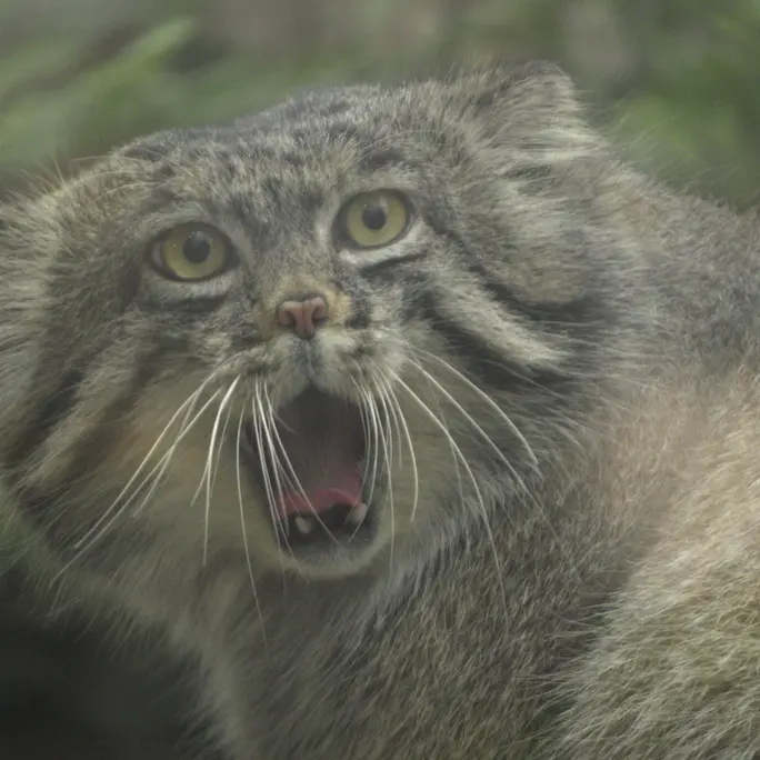 A photograph of Nar in Kobe Animal Kingdom