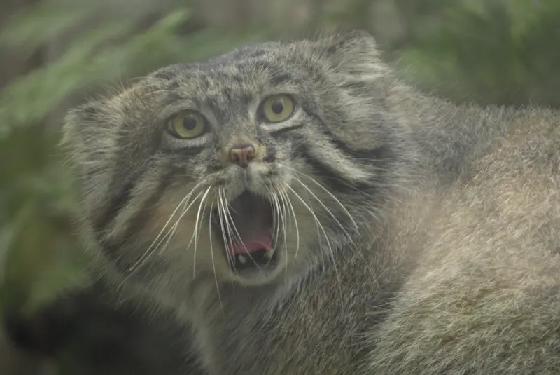 A photograph of Nar in Kobe Animal Kingdom
