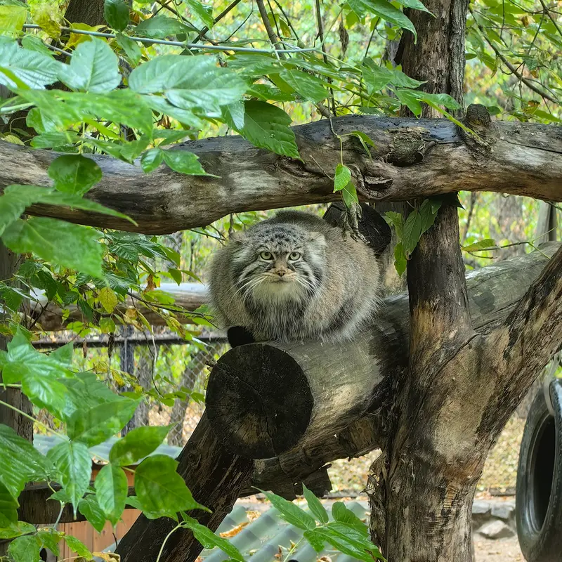 A photograph of Zosya in Novosibirsk Zoo