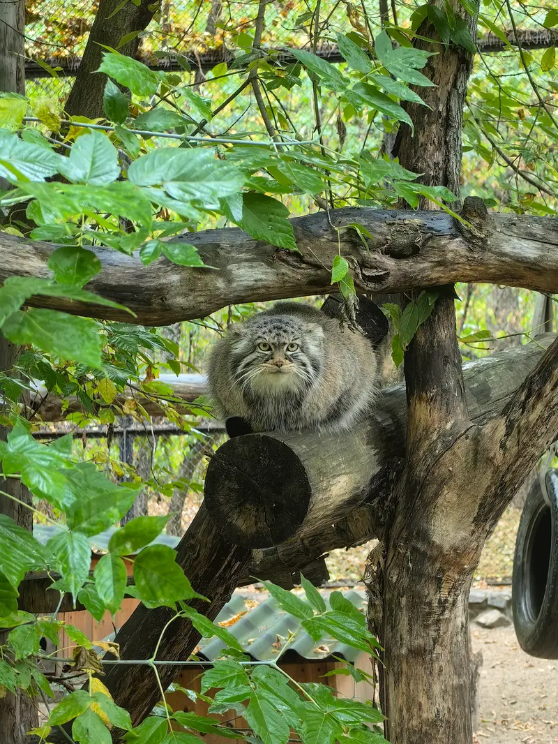 A photograph of Zosya in Novosibirsk Zoo