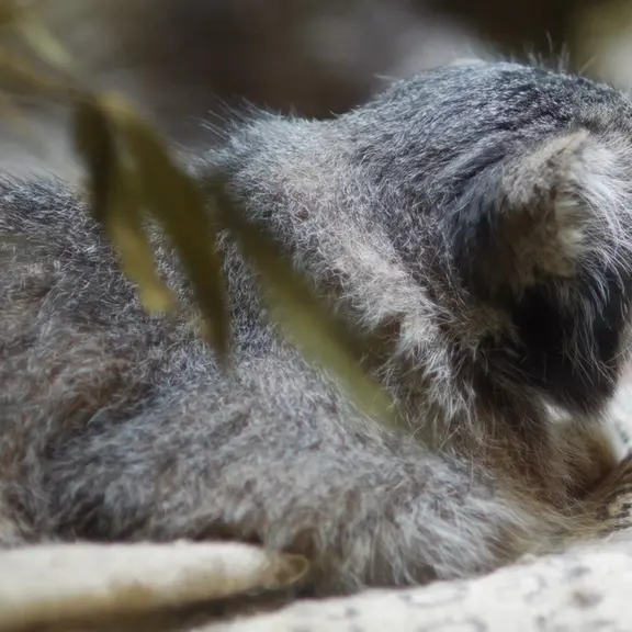 A photograph of a Pallas's cat in Ueno Zoological Gardens