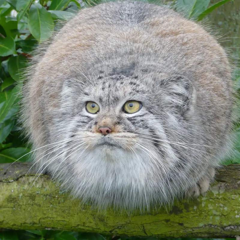 A photograph of Wei Shand in The Big Cat Sanctuary