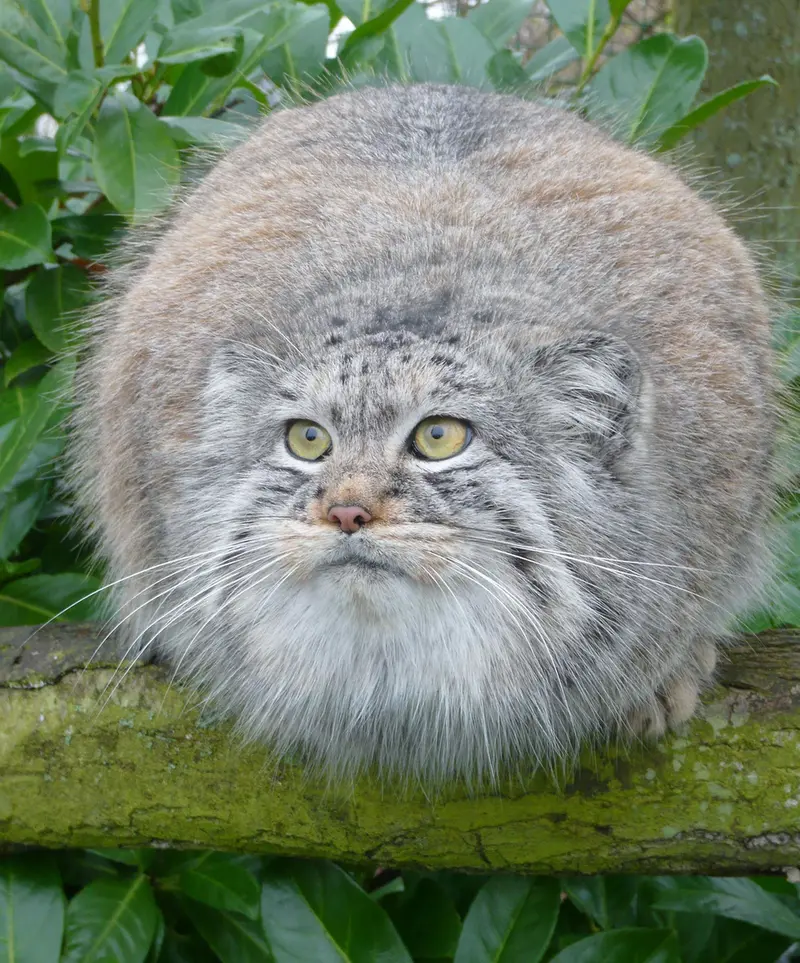A photograph of Wei Shand in The Big Cat Sanctuary