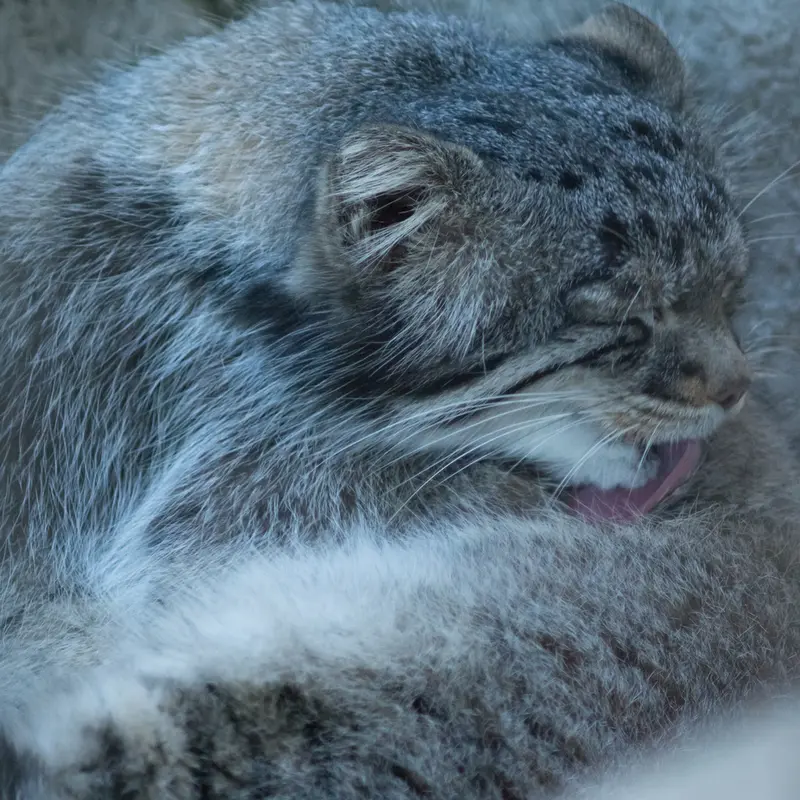 A photograph of Figa in Nogeyama Zoo