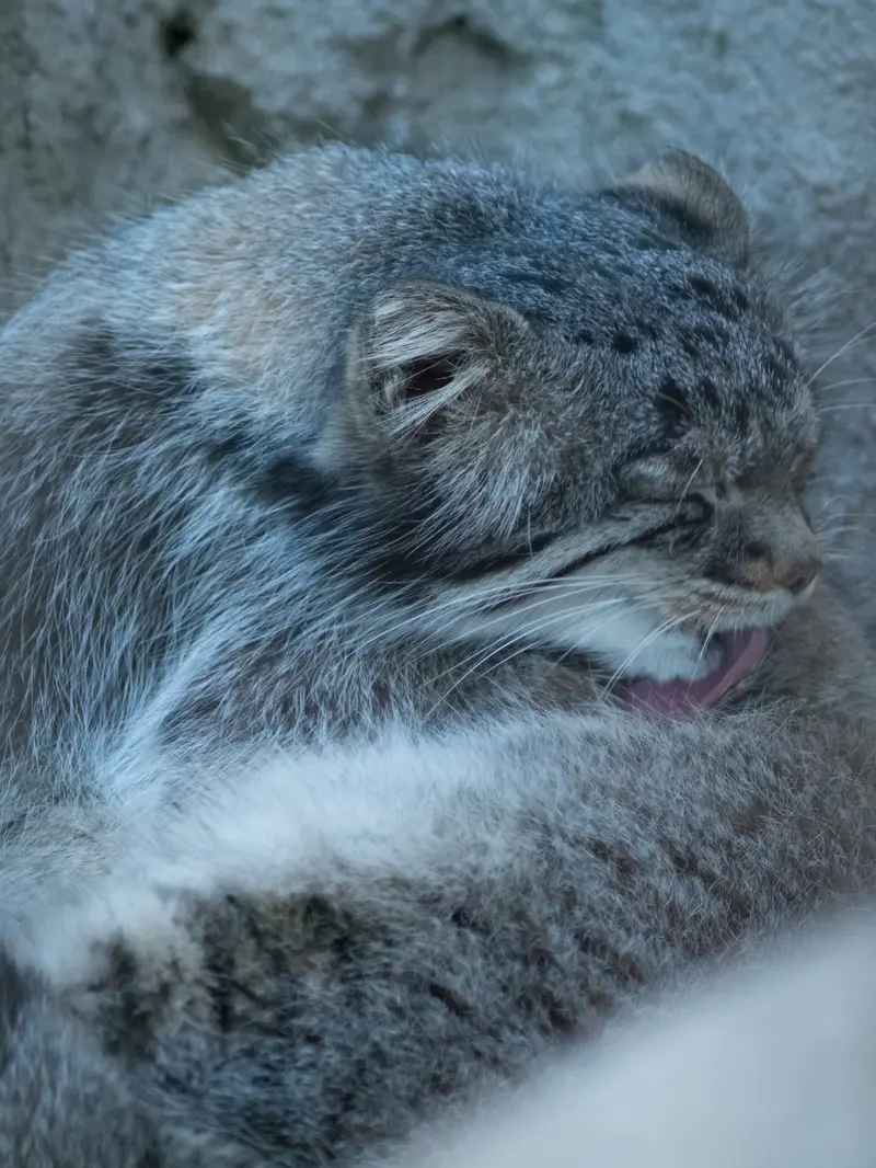 A photograph of Figa in Nogeyama Zoo