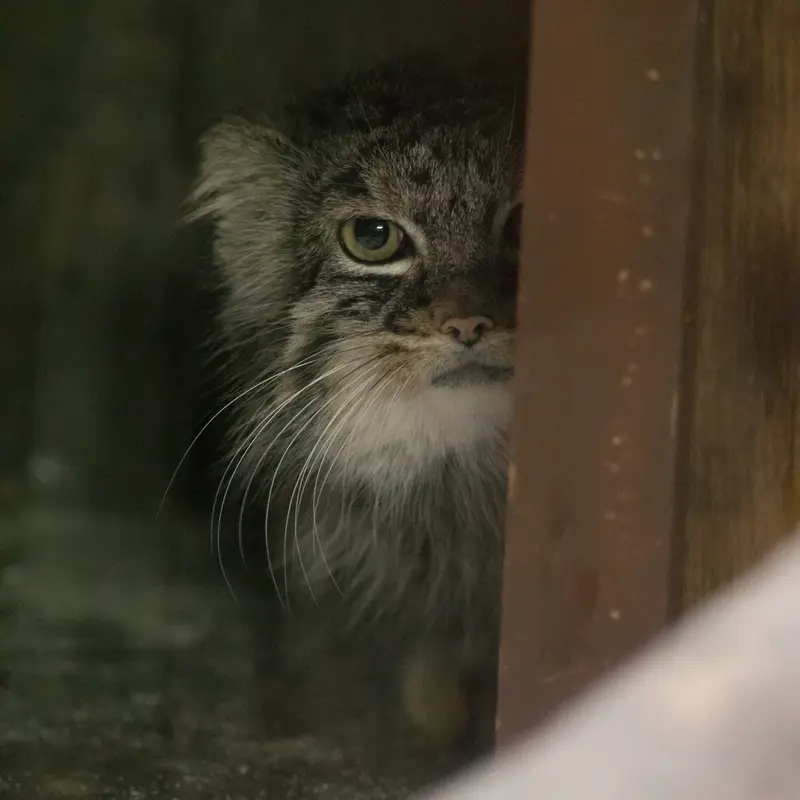 A photograph of Shafran in Ueno Zoological Gardens
