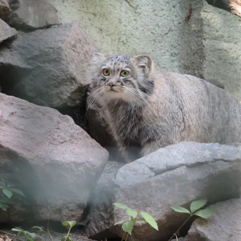 A photograph of Boris Ⅱ in Budapest Zoo & Botanical Garden