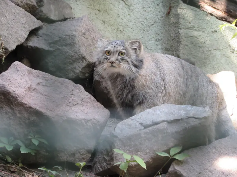 A photograph of Boris Ⅱ in Budapest Zoo & Botanical Garden