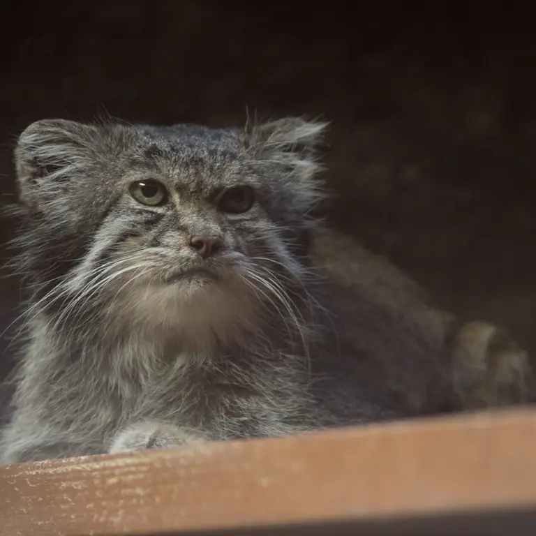 A photograph of Klyon in Ueno Zoological Gardens