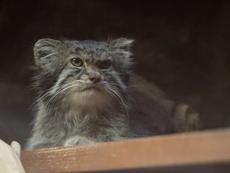 A photograph of Klyon in Ueno Zoological Gardens