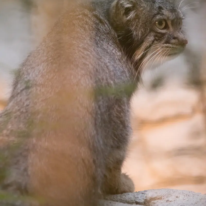 A photograph of Figa in Nogeyama Zoo