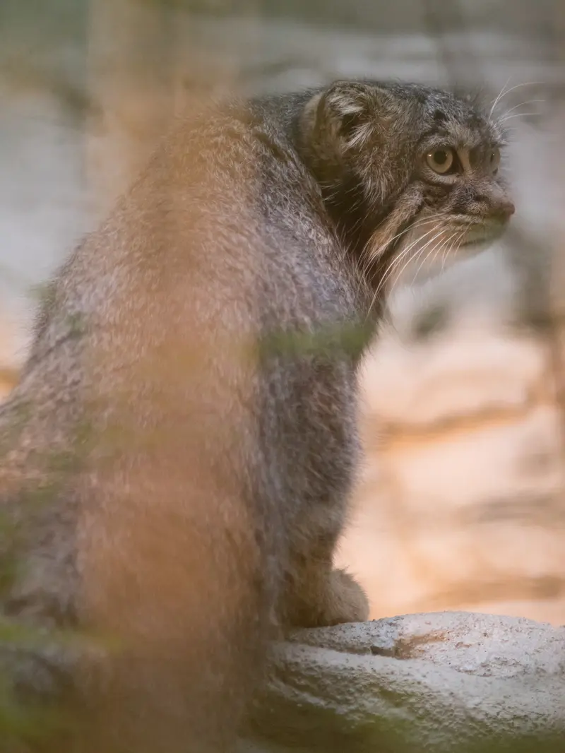 A photograph of Figa in Nogeyama Zoo