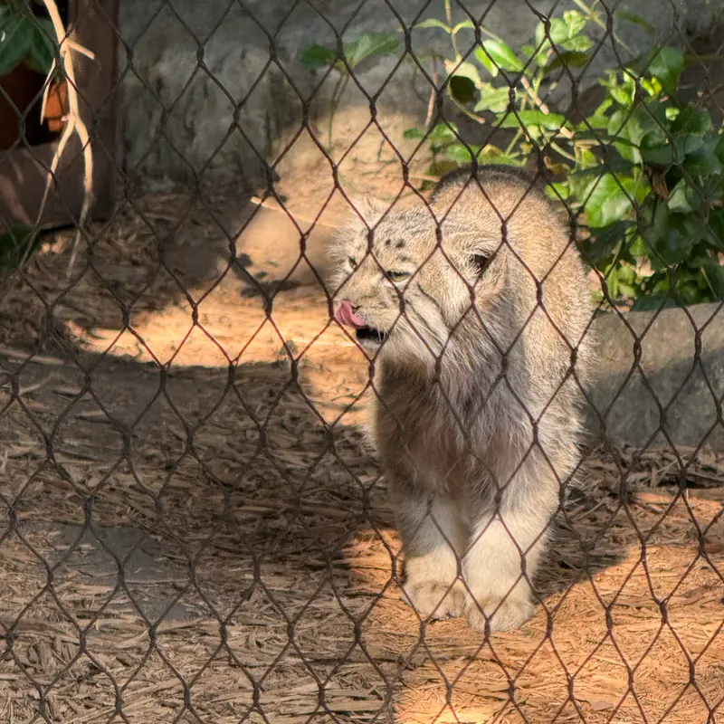 A photograph of Batu in Prospect Park Zoo