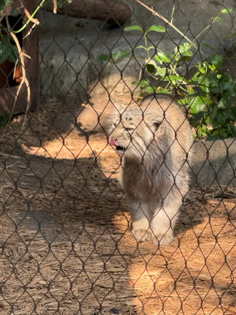 A photograph of Batu in Prospect Park Zoo