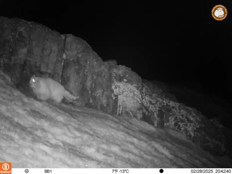 A photograph of Otocolobus manul manul from Aktas-Kunkora camera trap