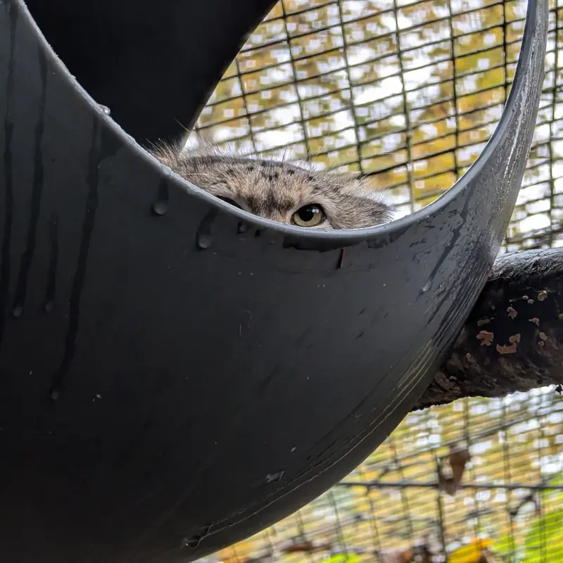 A photograph of Brie in Oglebay Good Zoo