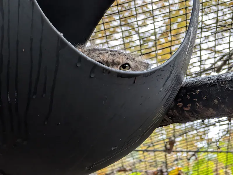 A photograph of Brie in Oglebay Good Zoo